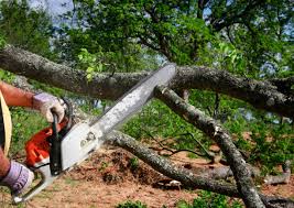 How Our Tree Care Process Works  in Georgetown, GA